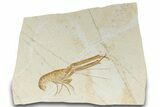 Jurassic Fossil Lobster (Mecochirus) - Solnhofen Limestone #317482-1